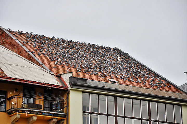 A2B Pest Control are able to install spikes to deter birds from roofs in Birchington. 