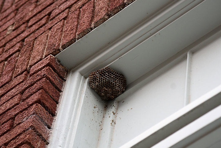 We provide a wasp nest removal service for domestic and commercial properties in Birchington.